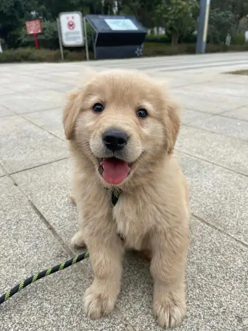 不热情 也不好动 一天到晚除了吃就是睡就是丢粑 各位狗友这是正常的