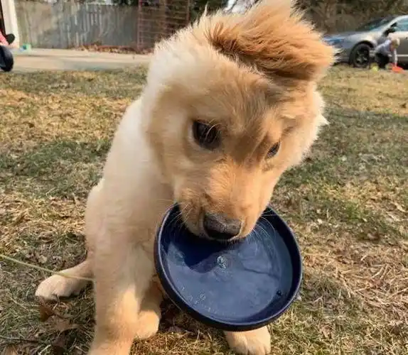 独耳狗子的帅气生活,每天一个小造型,成功就是这么朴实无华|发型|狗头