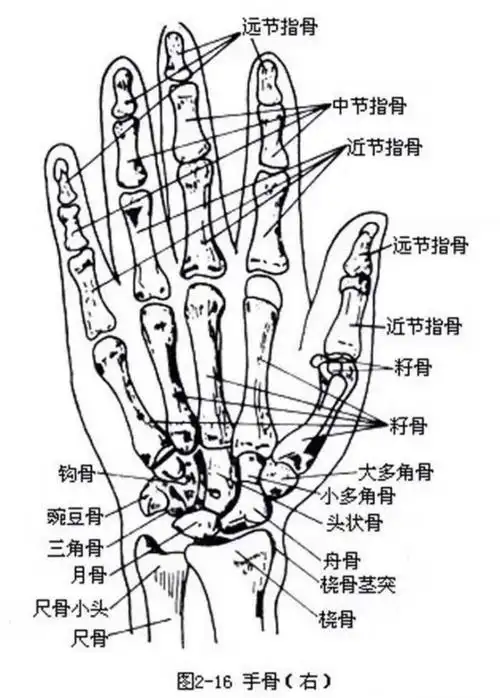 拇指远节指是什么位置?