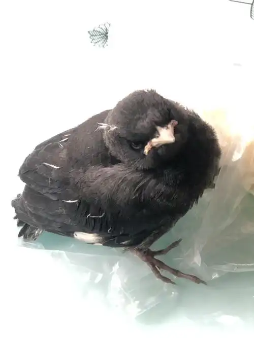 八哥幼鸟怎么养活 吃啥