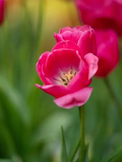 春天是属于花的季节