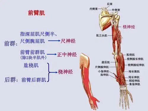 spinal nervesppt_word文档在线阅读与下载_无忧文档