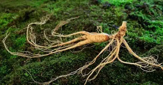 生晒参是人参吗什么是假人参野生人参图片都有吗