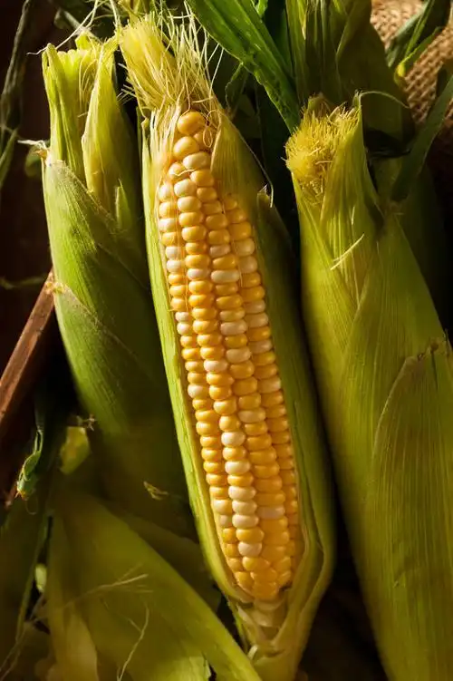 生食,有机,黄色,玉米