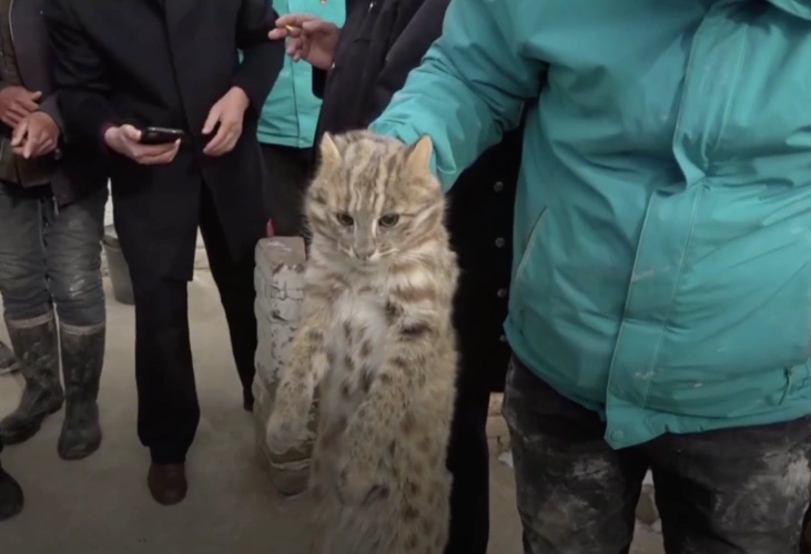 原创山西出现抓鸡虎接连咬死60多只鸡被捉后表情很无辜