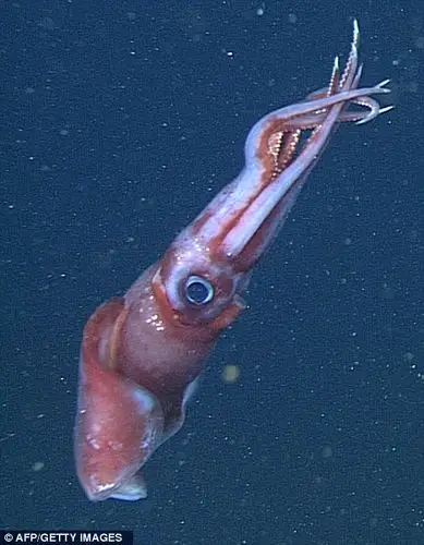 研究显示深海雄性鱿鱼有时会盲目找同性交配