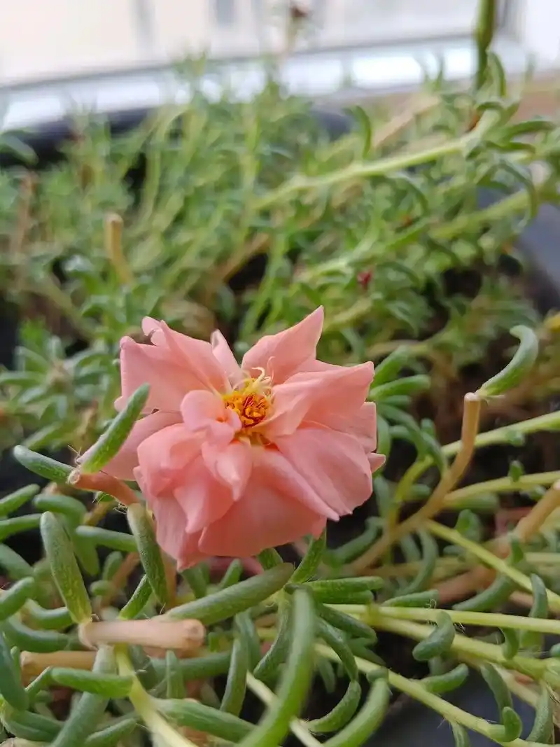 太爱我这粉色的太阳花了,希望后面不要变色了#养花人 #好看的 - 抖音