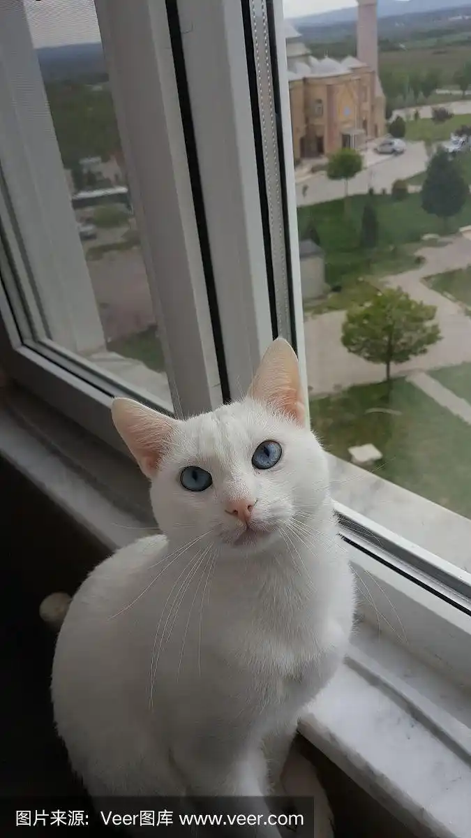 我可爱的蓝眼睛白猫