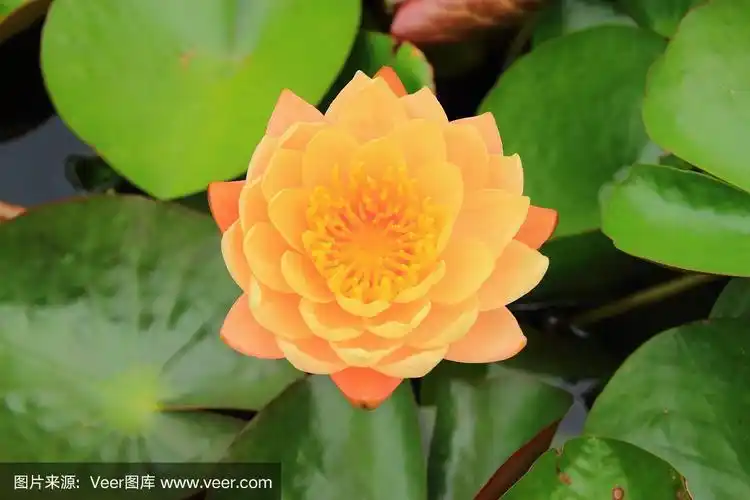 荷花,橙色,花冠,自然,水平画幅