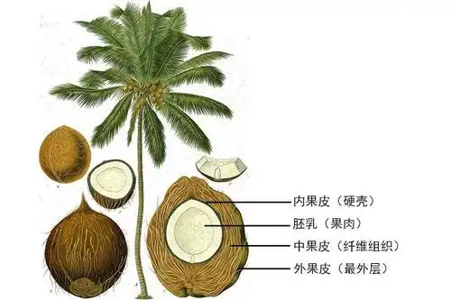 荒岛求生靠什么或许是一颗椰子