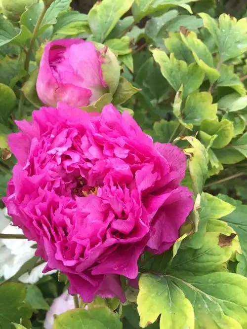 好美的国花……牡丹……河南洛阳国际牡丹园——牡丹展