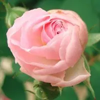 美丽的蔷薇花头像图片浅红色深桃红色黄色等