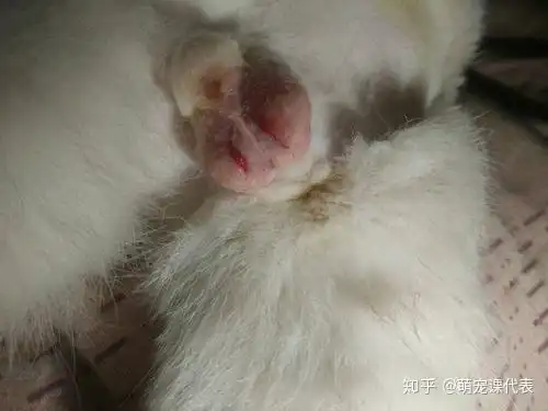 公猫绝育后蛋蛋什么样子才算恢复的不错? - 知乎