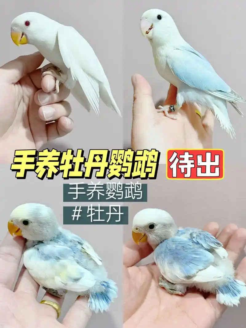 牡丹鹦鹉亲人这样养,手养牡丹鹦鹉亲人秘诀