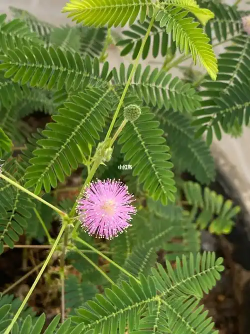 哇哦含羞草开花啦
