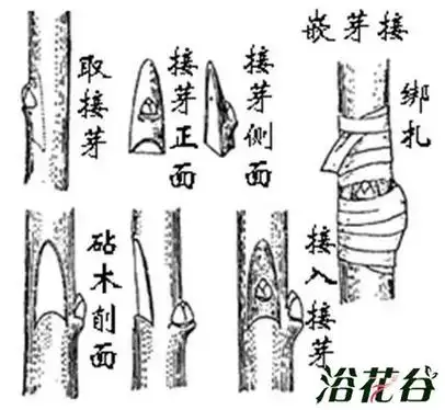 月季嫁接技术常用方法