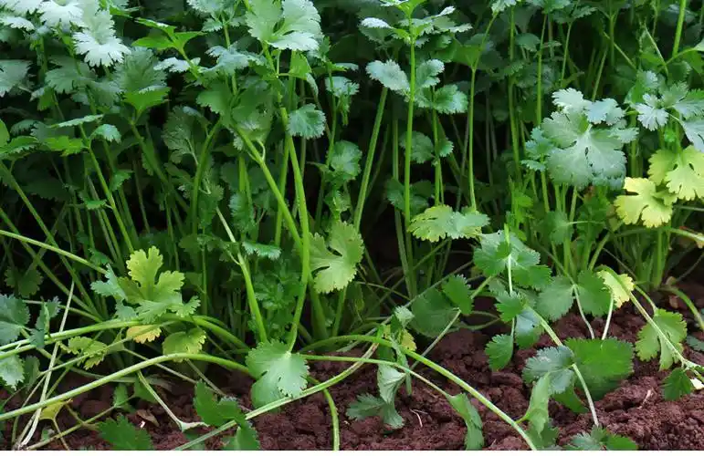 【京鲜达】香菜 芫荽胡荽盐荽香荽延荽满天星新鲜 2斤【图片 价格