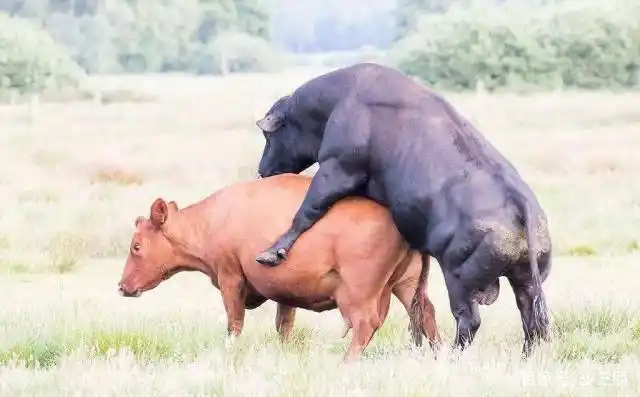 在农村公牛配种收费200元一次,那一年可以给多少母牛配种呢?