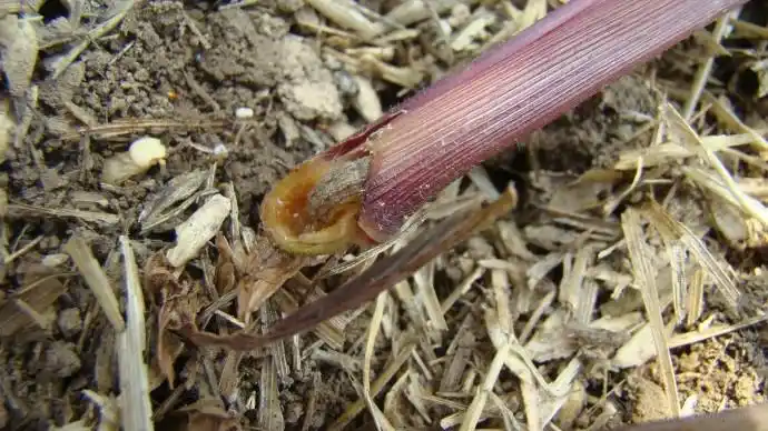 二点委夜蛾危害玉米症状