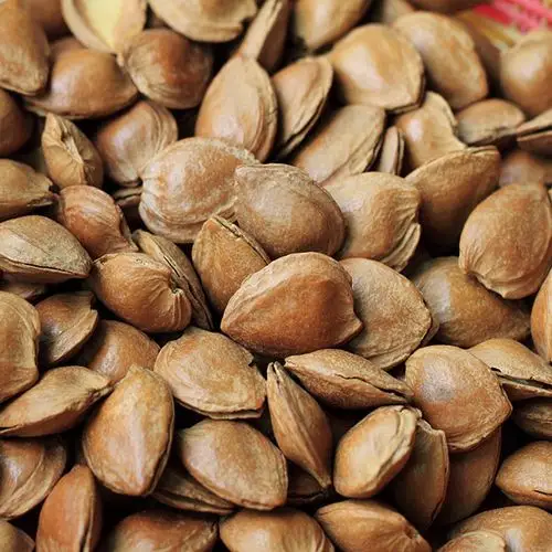 供应 杏仁带壳坚果新疆特产