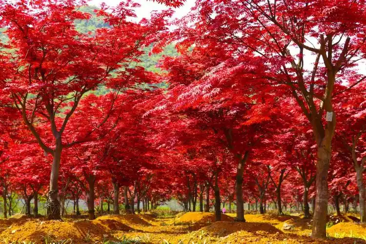 红枫不是只在秋冬泛红春天的枫叶,也值得云漫湖的红枫林都红了来不及