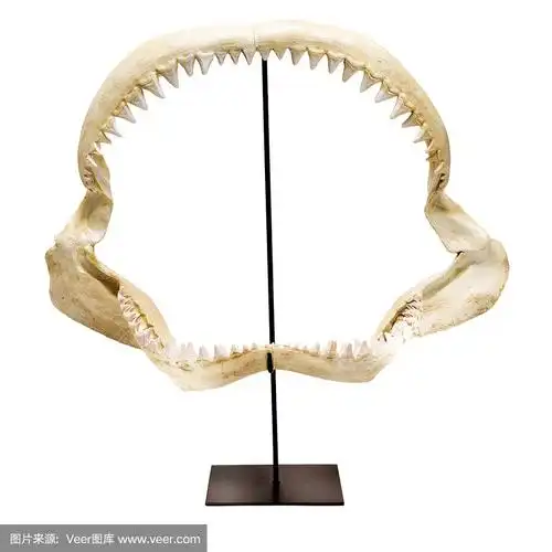 鲨鱼的下巴和牙齿骨骼站在白色的背景