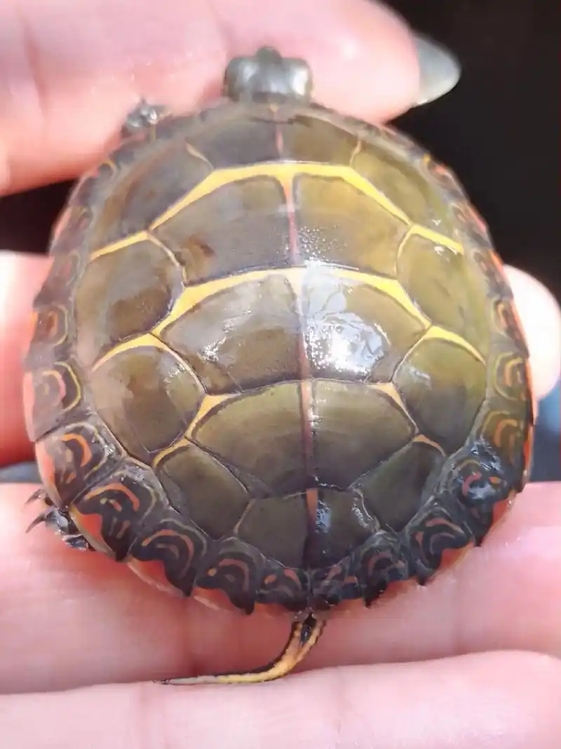 极品东锦龟.这锦龟绝绝子,粗背线贯穿背甲,三开金纹,血红色裙 - 抖音