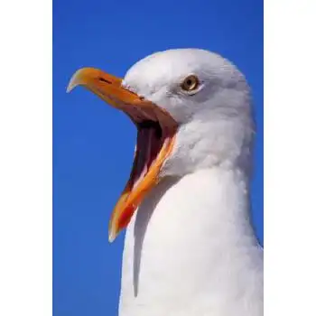 【预订】seagull: seagulls learn, remember and even pass on