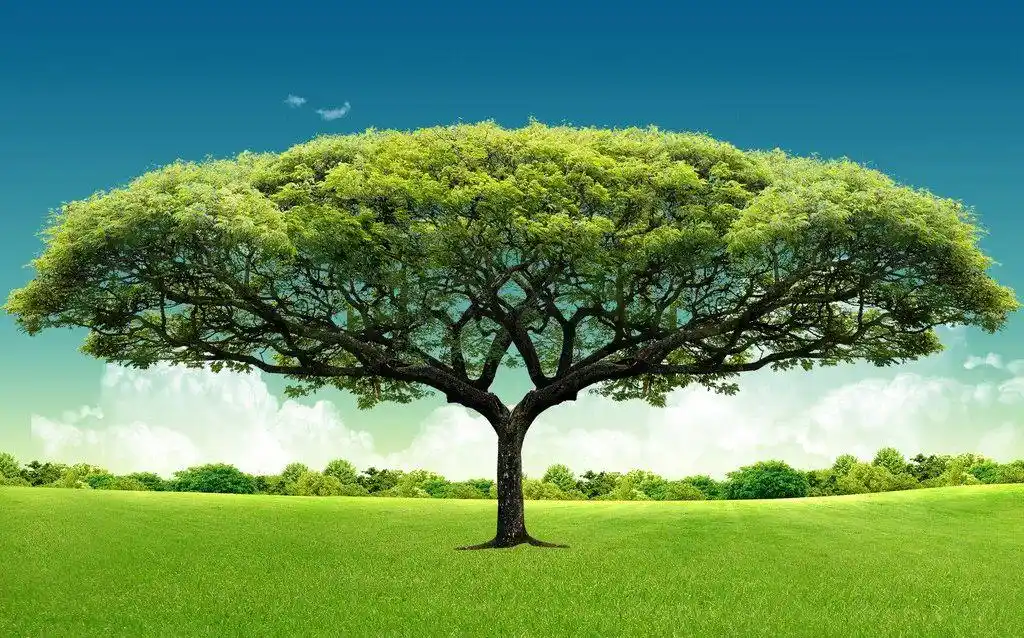 招募生命树项目新一轮招募ing