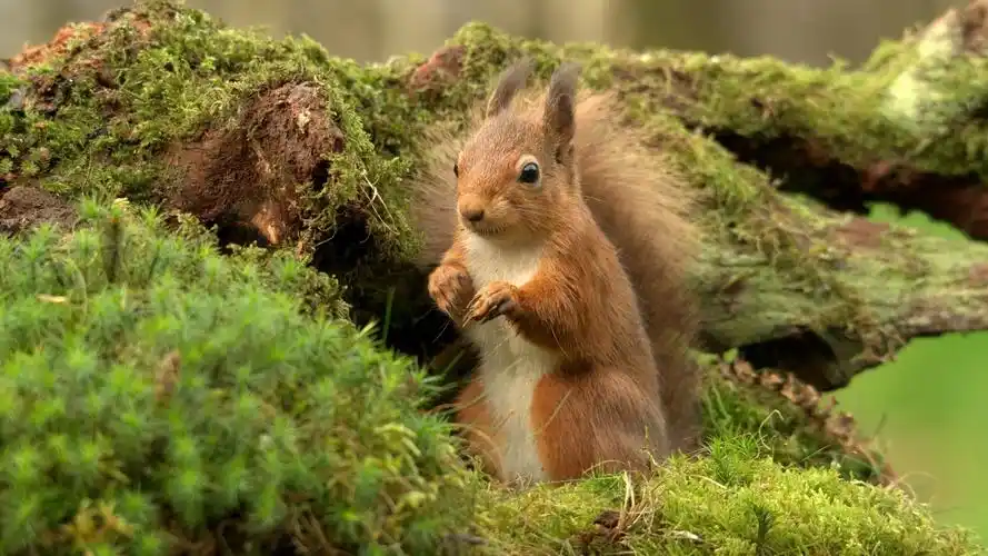 可爱的松鼠苔藓大自然松鼠电脑桌面壁纸