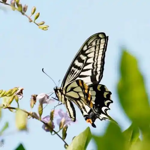 捉蝴蝶也是一种学习方式?