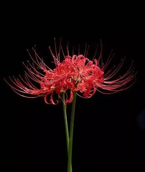 曼陀罗华,摩诃曼陀罗华,曼殊沙华和摩诃曼殊沙华分别指的什么花?