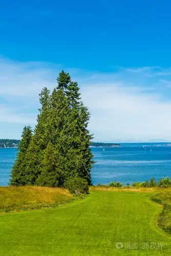 大草坪地区,高树,大海和蓝天背景在夏天.