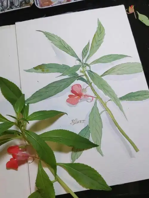 小猫咪就睡到画上去了#笔记灵感  #速写  #水彩  #水彩速写  #凤仙花
