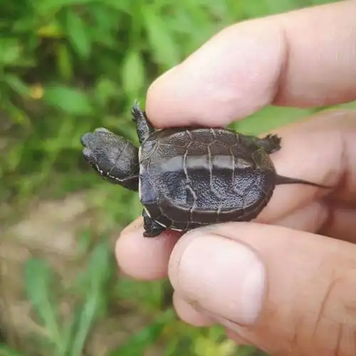 【刚出壳的迷你小墨龟】全黑腹龟苗宠物活体情侣龟中华草龟乌龟蛋 3