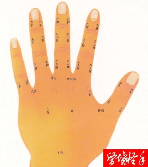 中医手诊图手心图