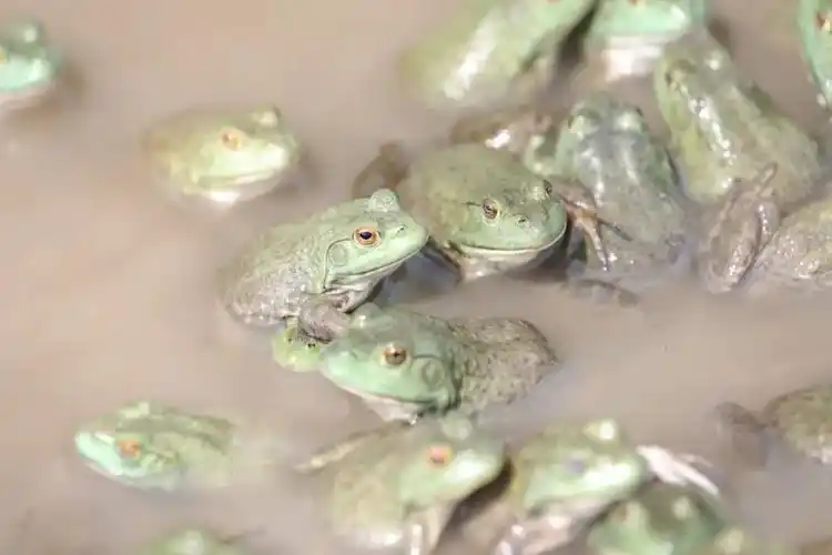 还未踏入太拥镇昂英村牛蛙养殖基地,便听到此起彼伏的蛙声.