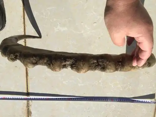 新疆岩羊角一支,可药用,也可摆设