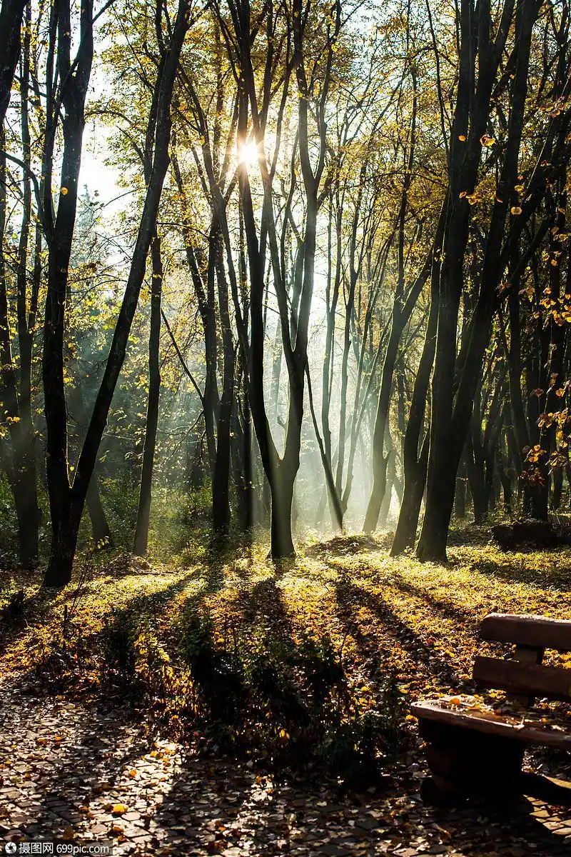 秋天朦胧的早晨公园,长凳秋天朦胧的早晨