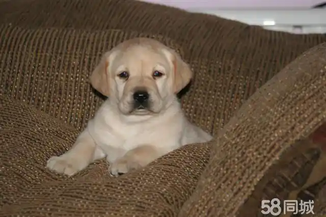 聪明能干的拉布拉多小宝宝-期待宠爱的主人