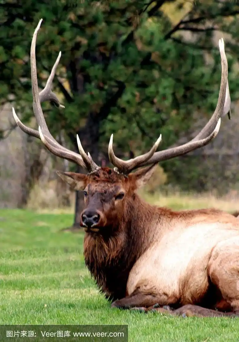 有大鹿角的雄性麋鹿