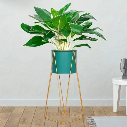 北京白雪公主盆栽公司走廊前台客厅净化空气四季常青植物好养绿植