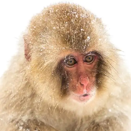 长野汤田中长野日本的日本雪猴
