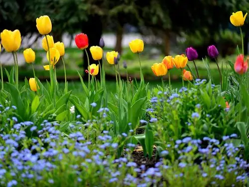 庭院花,春天,郁金香,黄色红色紫色 壁纸