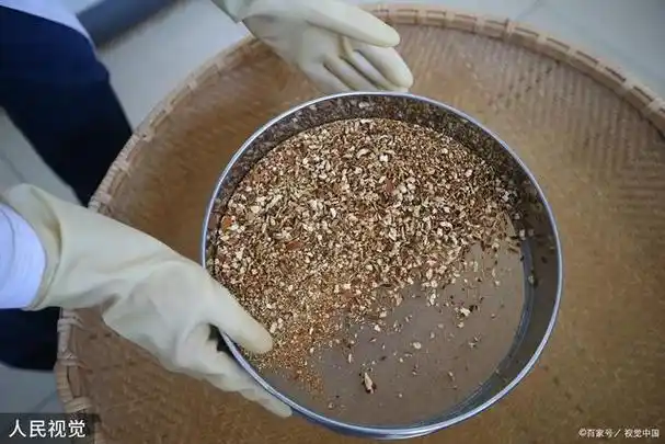 水稻种子浸种:方法,技巧和关键要点,助你打造优质水稻!