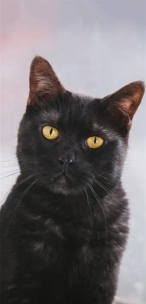 1080_2239竖版 竖屏