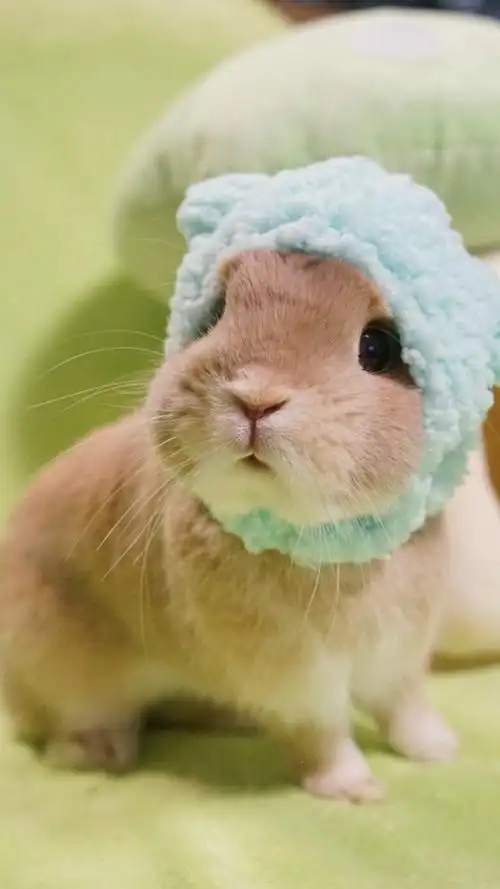 萌宠小兔子高清手机壁纸