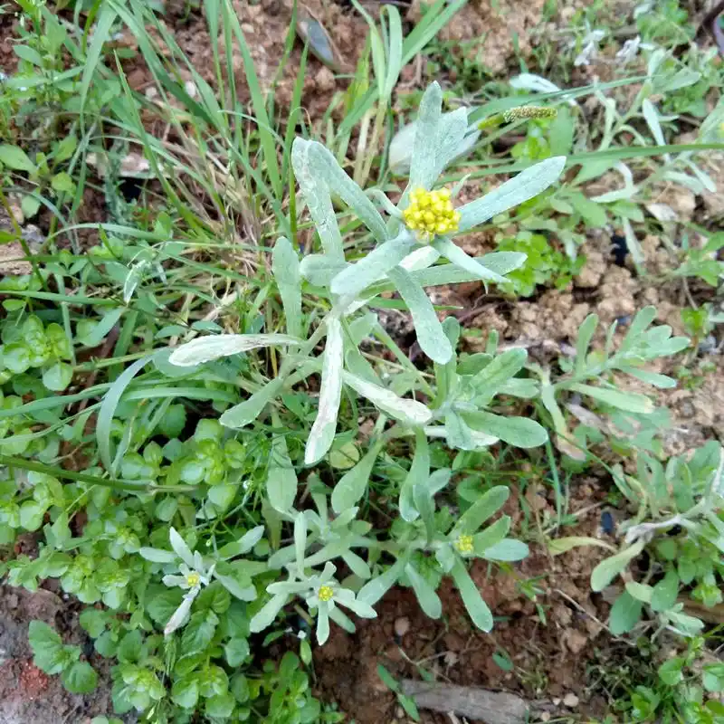 农村一种植物野草,人称"老鼠菜",营养价值极高,农民见到就采