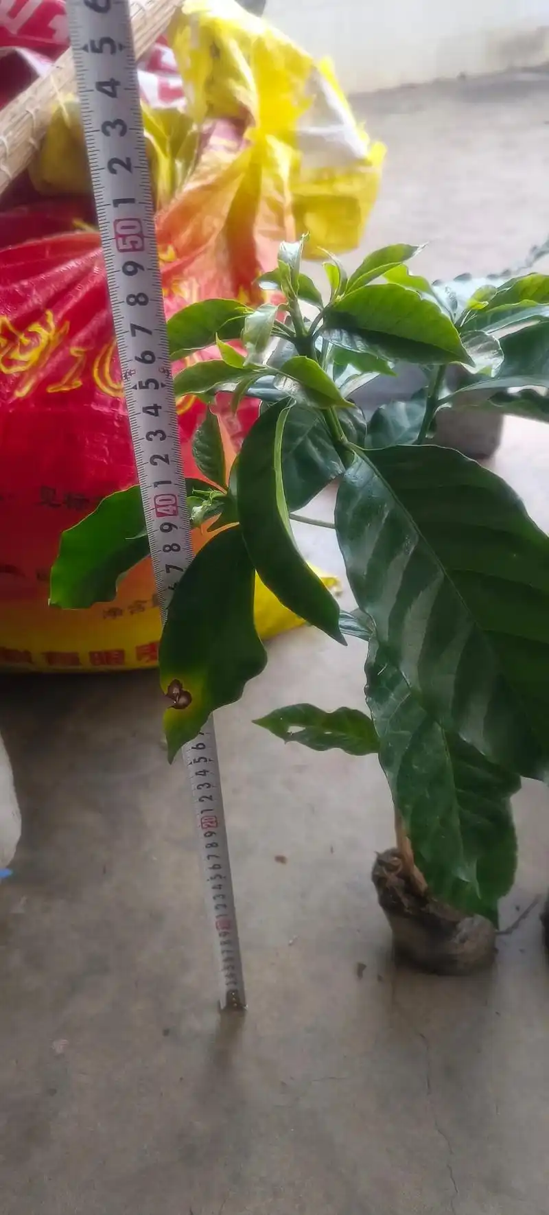 咖啡树苗云南盆栽室内咖啡树种苗庭院地栽四季常青保活绿植北方 - 抖