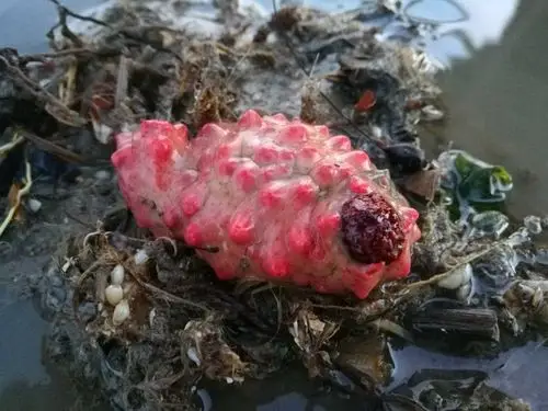 "红得发紫"的海参家族成员——可疑翼手参